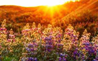 MicroStrategy: The Bitcoin Bet – Stock Price, Earnings, & What They're NOT Telling You